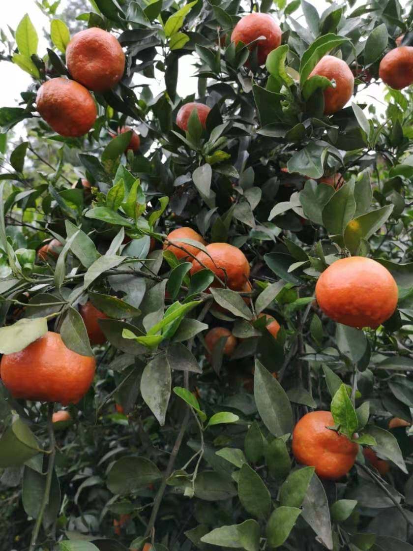 四川红橘正宗大红袍红桔川陈皮橘子新鲜柑子水果9斤65年老树红橘
