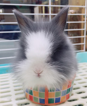 Pet Rabbit Dodge Rabbit Rabbit Rabbit Cute Rabbit Rabbit Beijings largest physical store 13 years old shop