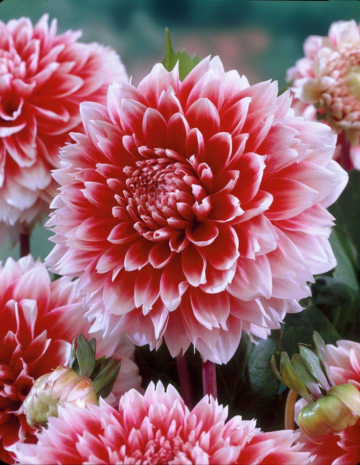 贝拉园艺现货荷兰进口大丽花种球满88包邮中轮合集