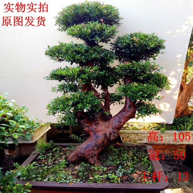 实物高档小叶赤楠树桩盆景 赤楠下山桩 小叶赤楠造型盆景桩植包邮