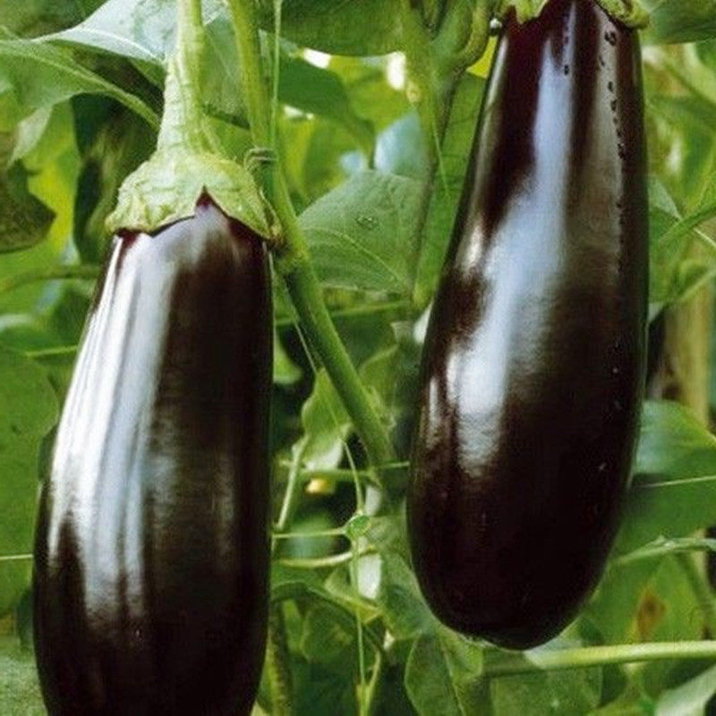 紫黑长茄种子高产长茄子蔬菜种子阳台庭院盆栽四季易种瓜果籽
