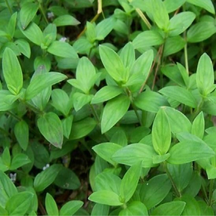 寿宁特产 野生过路蜈蚣 金毛黄毛耳草干货 500克新货陈大姐