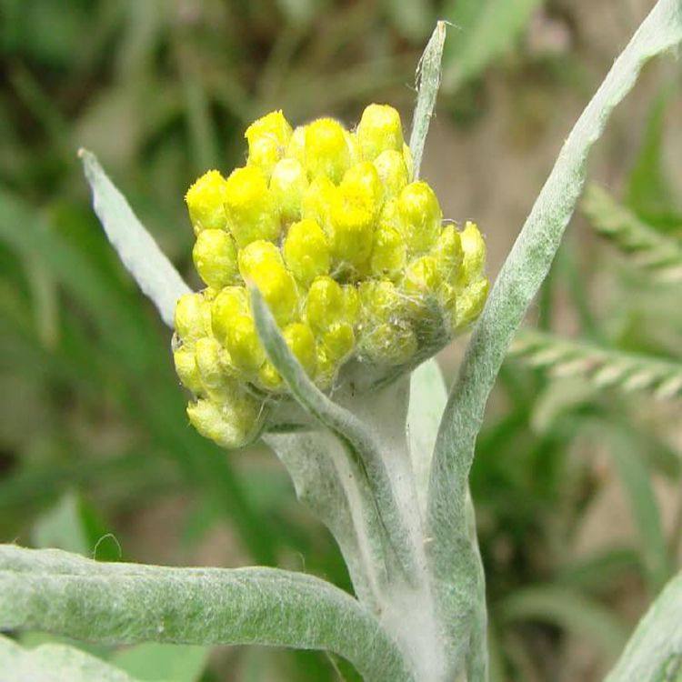 寿宁特产天然野生鼠粬 清明草 佛耳偏老自然太阳晒干500克特价