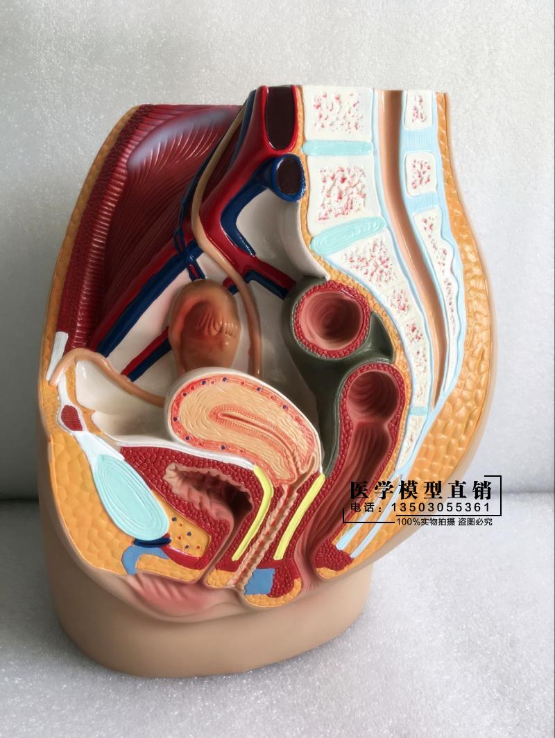 男女性盆腔解剖生殖泌尿子宫模型优惠推荐