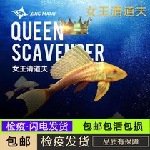 Red Eye Gold Queen Fresher Fish Living Queen Big Sails Abnormal BAO WELN Eat Junk Fish Tropical Fish Ornamental Fish