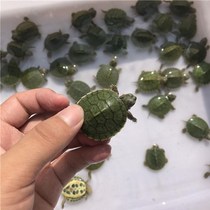 Living Fresh Water Couple Little Turtle Small Darling Longevity Tortoise Living Things Tortoise TORTOISE WATER TORTOISE PET MIAO ORNAMENTAL TORTOISE