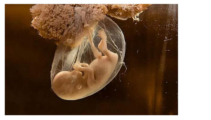 原来这就是每个月胎儿的样子!