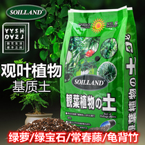 Leaf viewing plant nutrient soil indoor balcony potted emerald ivy turtle back bamboo planting soil breathable