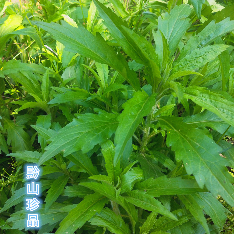 贵州草药小飞蓬加拿大飞蓬小白酒菊中药材小蓬草新鲜现采枝叶盆栽
