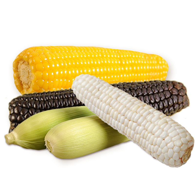 早餐糯玉米嫩玉米非转基因山西特产 黄玉米黑玉米白玉米3根组合装