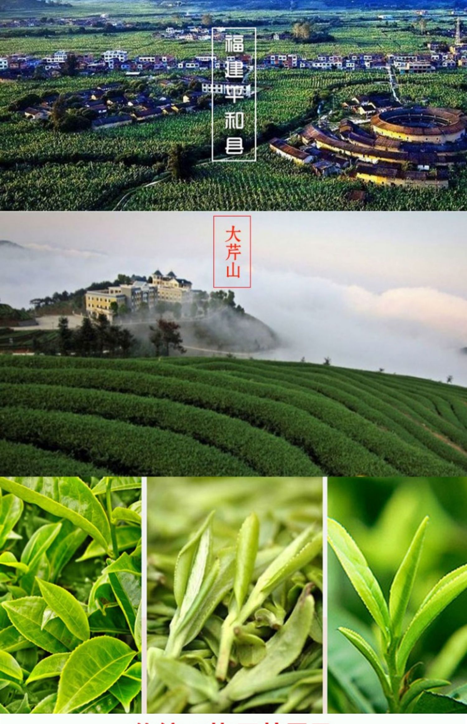 大芹山白芽奇兰茶叶平和特产平和大芹山白芽奇兰中火浓香型500g