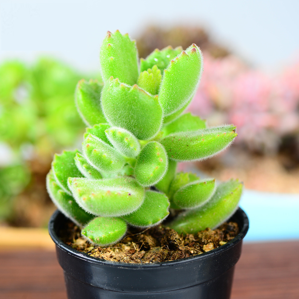 熊童子 多肉 熊掌多肉 多肉植物熊 肉趣多肉