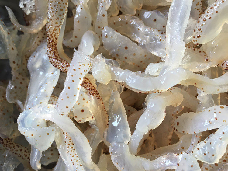 野生爽脆珊瑚海蜇丝皮10斤1桶非即食海蛰丝饭店冷盘冷菜量大价优_7折