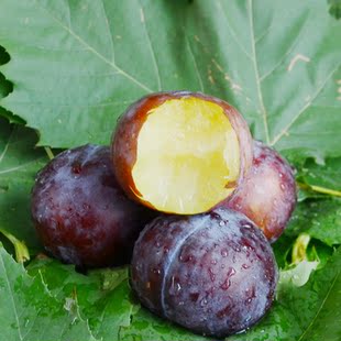 新鲜水果黑布李5斤装