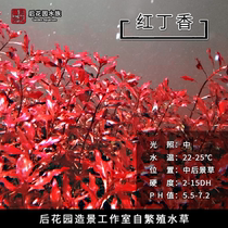 Red lilac rear view grass fish tank decoration back garden Underwater self-breeding red grass live water grass Real water grass