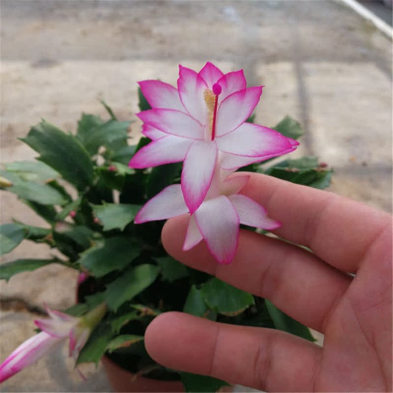 蟹爪兰花苗 客厅绿植花卉盆栽 蟹爪兰带根带花苞发货 当年开花_7折