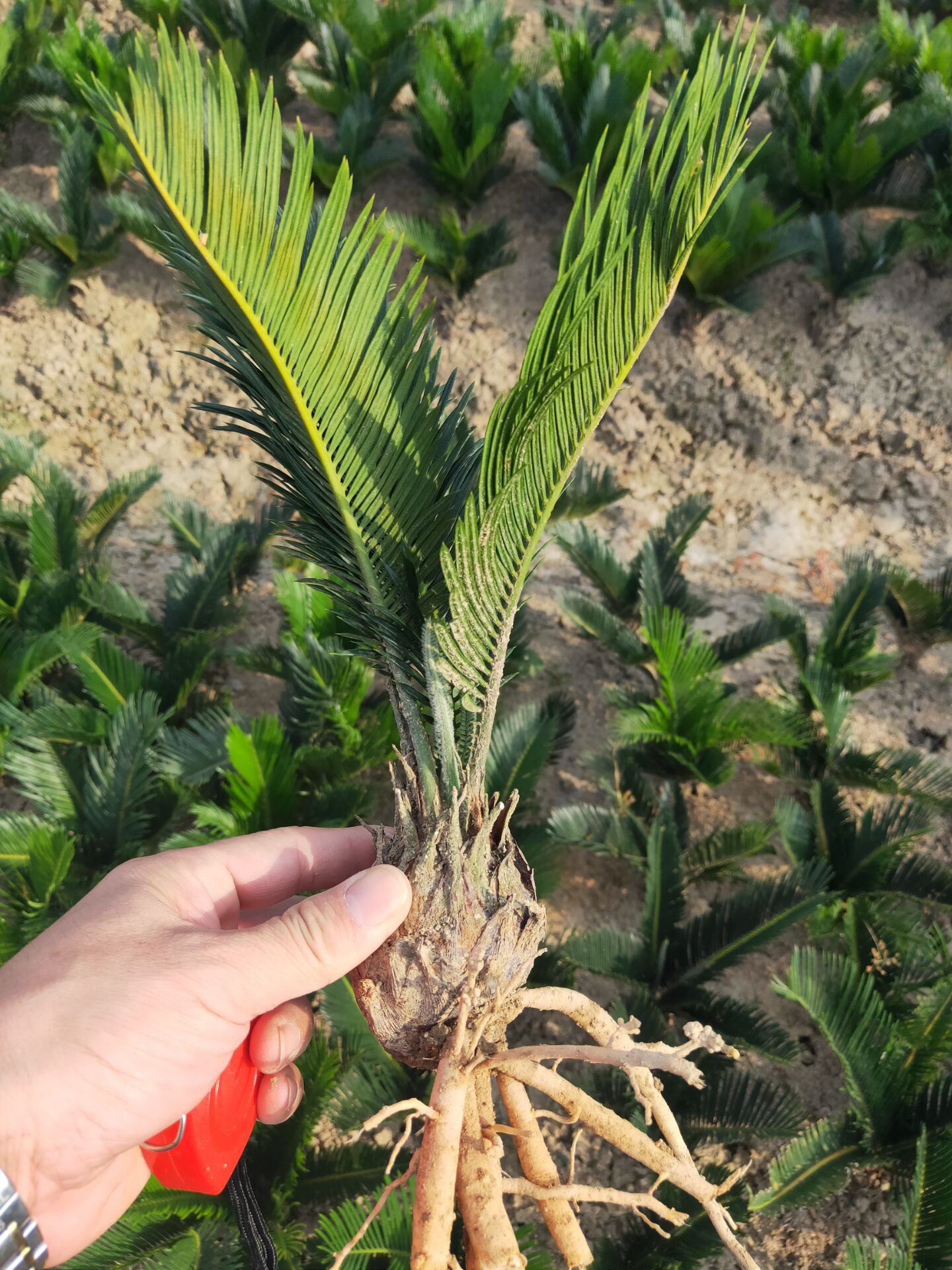 铁树小苗居然这么好养?阳台绿植控必入!