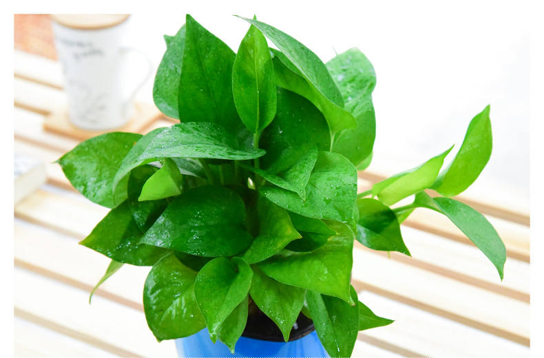 绿萝绿箩办公室内吸甲醛净化空气常绿叶绿植小盆栽绿色植物