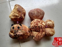 Mushroom Eating Monkey Head Fungus 500g Natural Wild Origin Direct