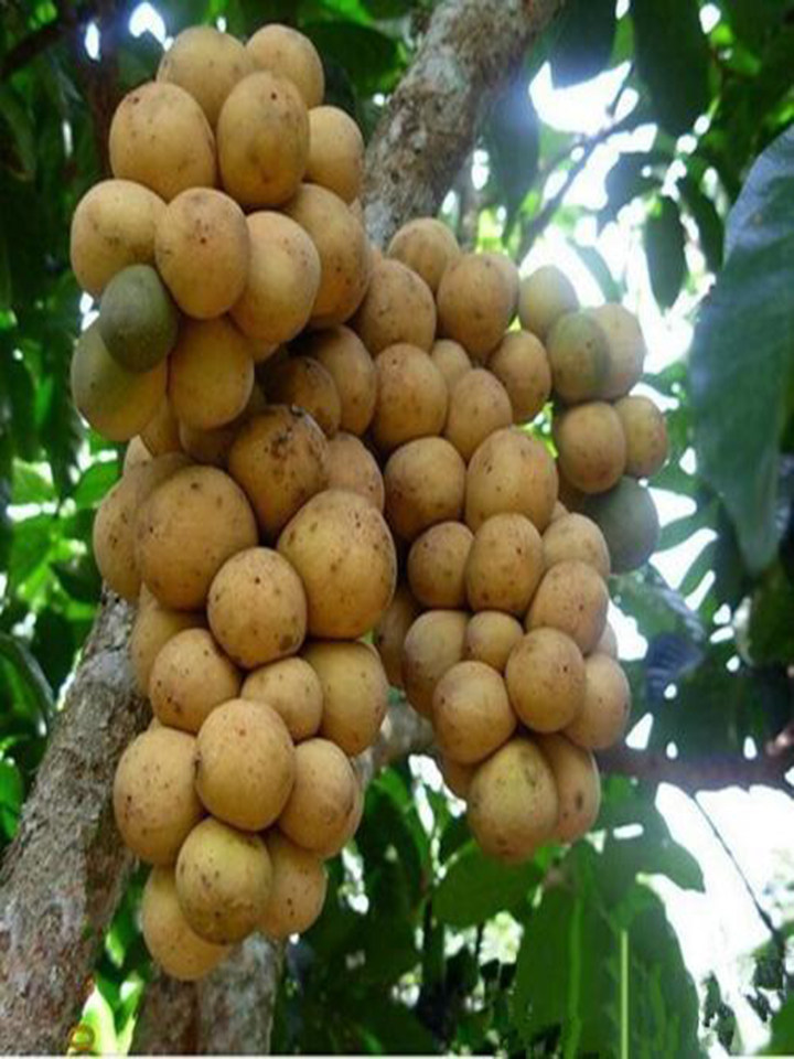 农乡福泰国进口龙宫果椰色果琵琶爱情果