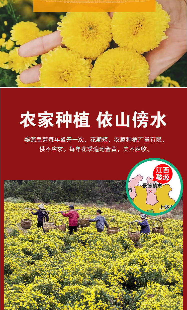 正宗微州婺源黄山皇菊一罐