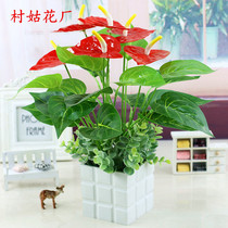Fallow bonsai simulation plant fake red palm potted home green plant living room decoration potted ornaments