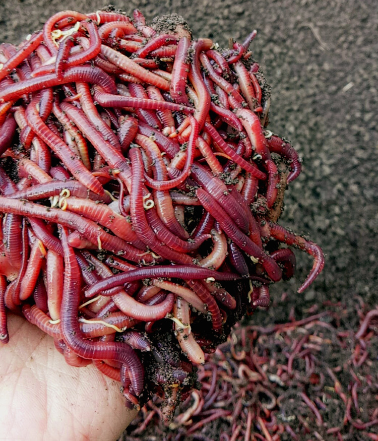 1斤装活体红蚯蚓鱼饵 大平二号垂钓饵料钓鱼多省包邮活体活体蚯蚓