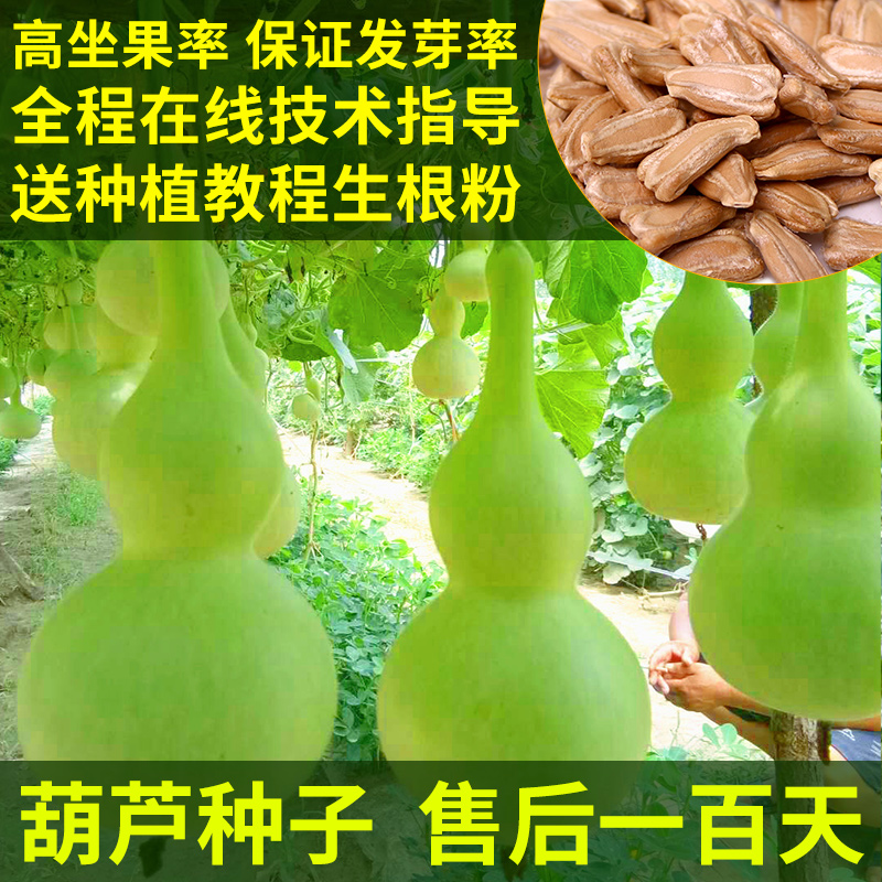 gourd away a big giant, gold in the grass seeds collectables - autograph seeds the mini hand twist small gourd seed