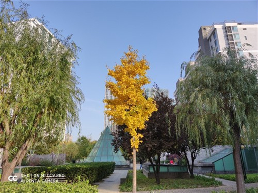 无短板拍照旗舰:小米cc9 pro评测