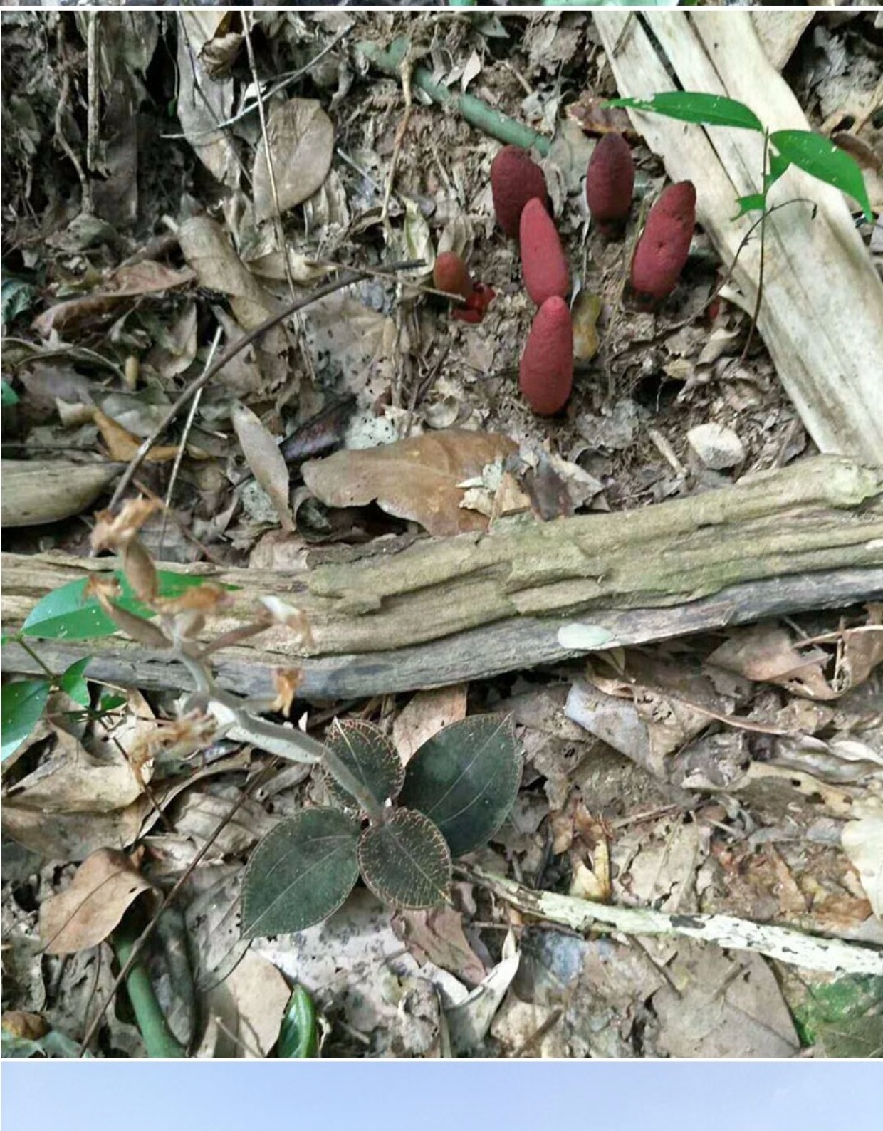 野生草苁蓉广西金秀大瑶山不老草顶天柱回春草煲汤泡茶泡酒料250g_7折