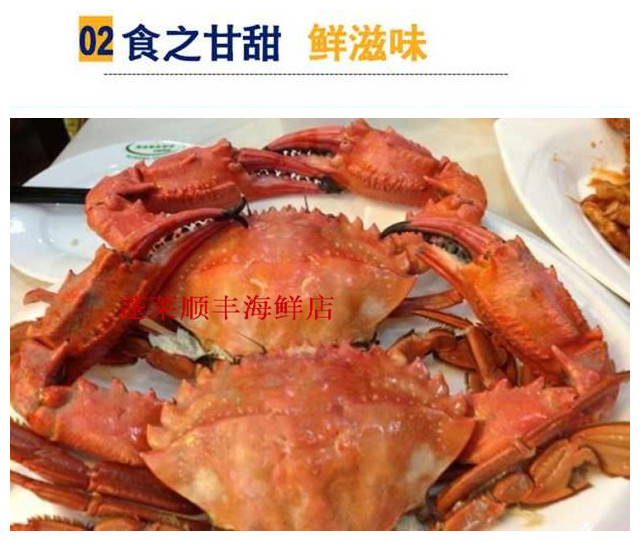 鲜活赤甲红免邮野生赤甲红海红大每斤2只左右海鲜螃蟹