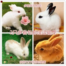 Little white rabbit pet rabbit baby panda rabbit Princess rabbit gray rabbit black rabbit dwarf ear live