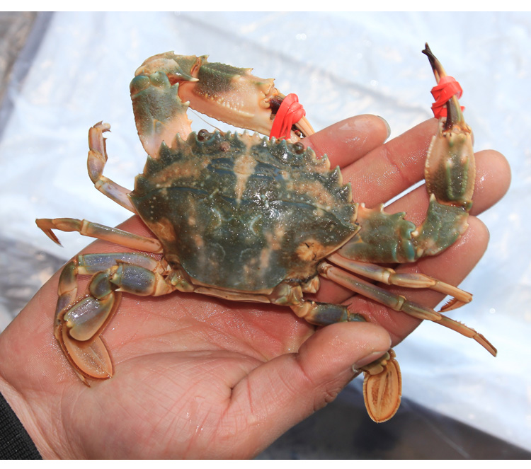 渤海特产 花盖蟹每斤4-6只 海鲜 野生石蟹 大花蟹 海螃蟹 每箱3斤