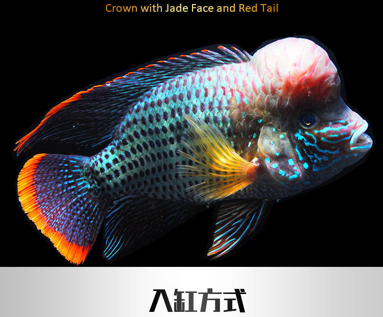 玉面红尾皇冠活体罗汉鱼蓝面财衶观赏鱼淡水鱼热带鱼精品高档罗汉