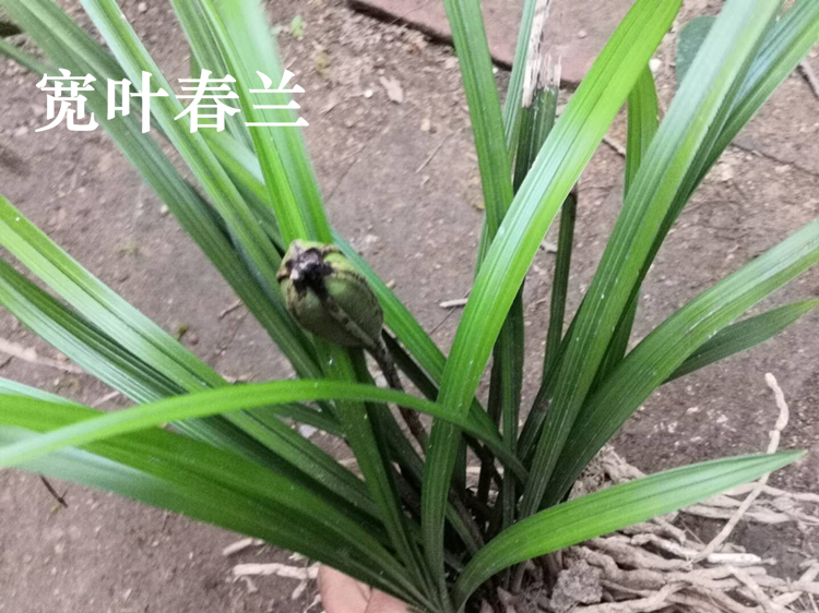 包邮兰花苗带花苞名贵蕙兰浓香型盆栽植物金边矮种建兰墨兰寒兰四