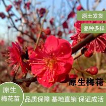Green Plum Potted Native Plum small Miao red plum Four Seasons Beauty plum Plum Red Plum Tree Slim balcony Room Plants