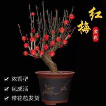 Green plum potted plant four seasons flowering plum bonsai tree sapiens dense fragrant red Merrame flower green plant planted with cold plants