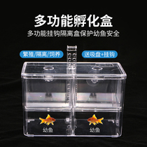 Peacock Fish Hook Breeding Box Fish Tank Isolation Hatchbox Tropical Fish Small Fish Midsize Box Hatching Spawning Room