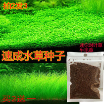 Fish tank decoration aquatic grass seed foreground Mini small pair leaf plant aquarium living landscape lazy man landscape