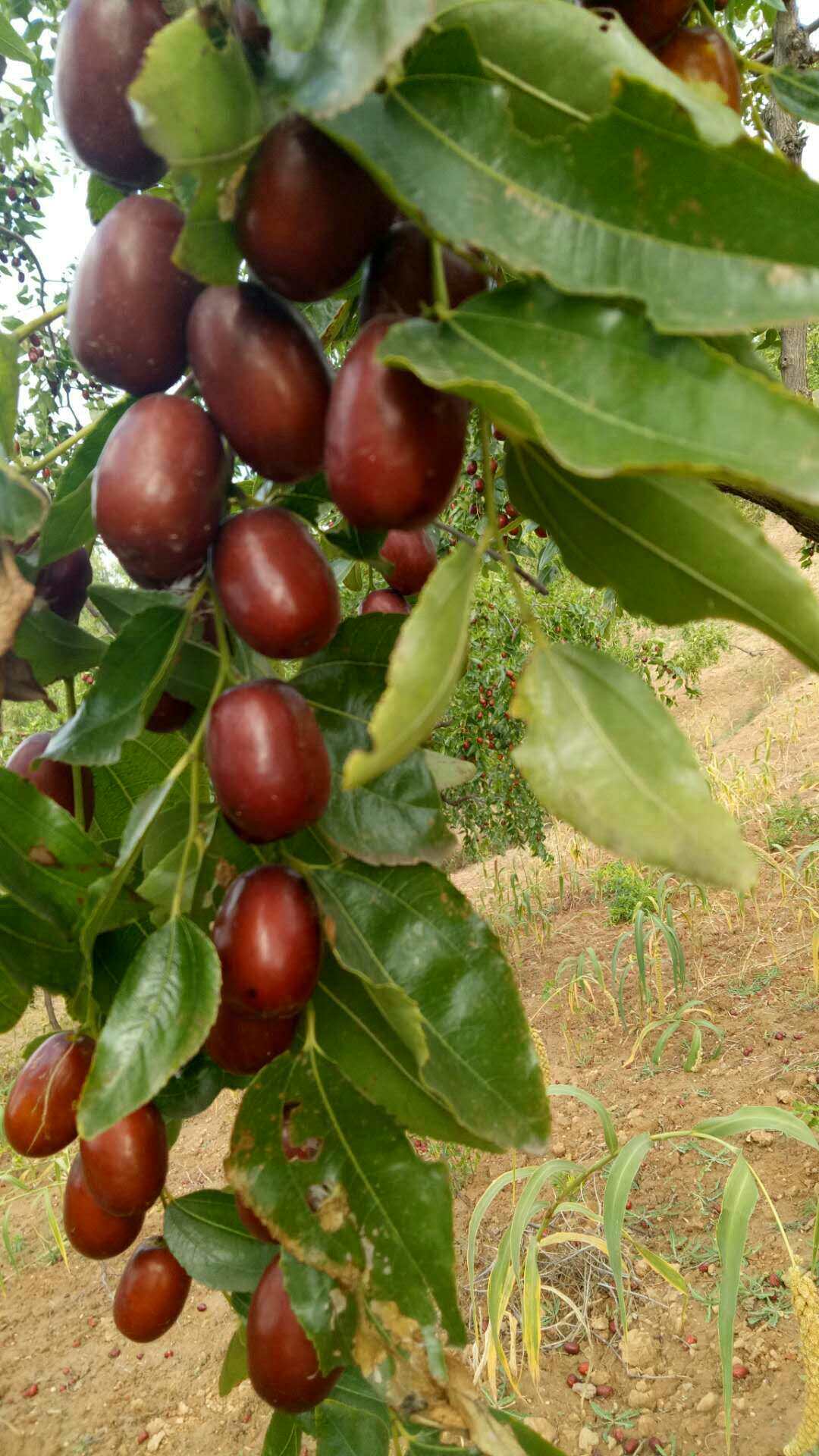 2017年山西农家手摘新鲜滩枣酒枣醉枣_7折现价50元