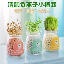 Mini childrens hydroponic green plant small potted indoor negative ion creative DIY office desktop bonsai plant