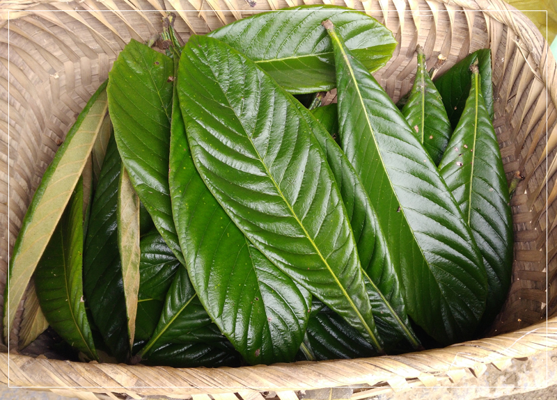 贵州野生枇杷叶干枇杷叶 2017新品 琵琶叶250g现货包邮花草茶