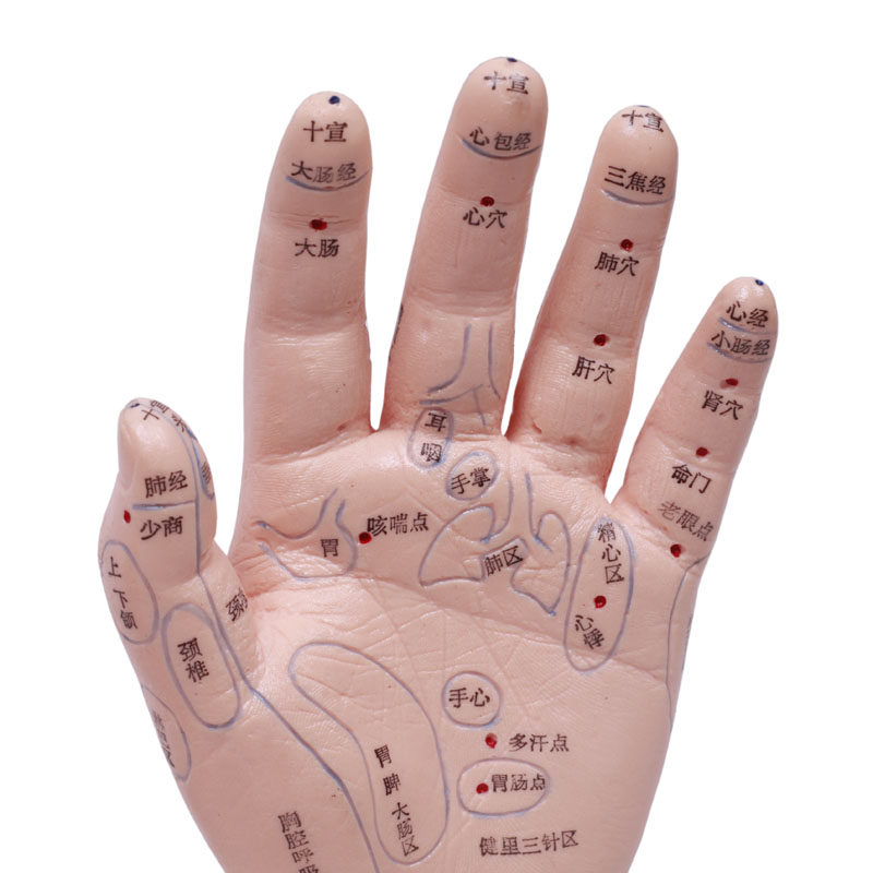 经络通 针灸模型 双手部穴位反射区模型 一对装 双手模型