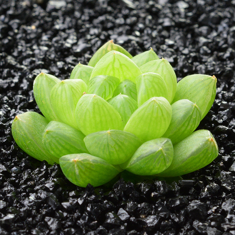 默默盆栽草玉露寿玉扇宝草冰灯黑肌雪景色十二属合集多肉植物_7折现价
