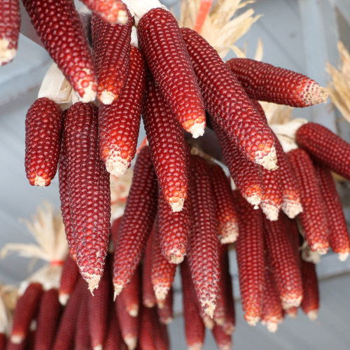 四川古老品种爆米花专用原料红玉米粒 新货爆裂小玉米种子玉米9颗