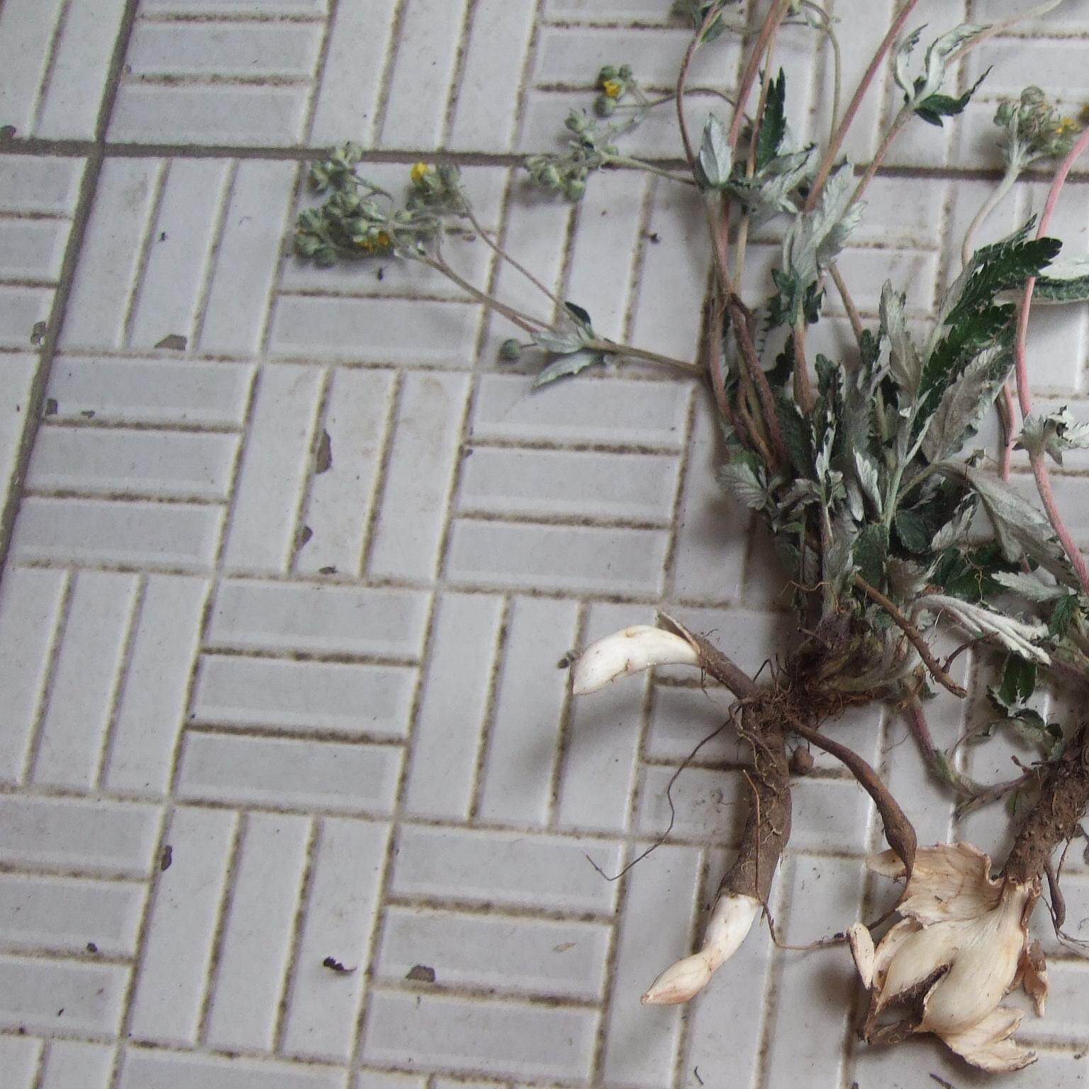 靠山村野生 新货 全草正品 整棵带根 翻白草 250克 包邮