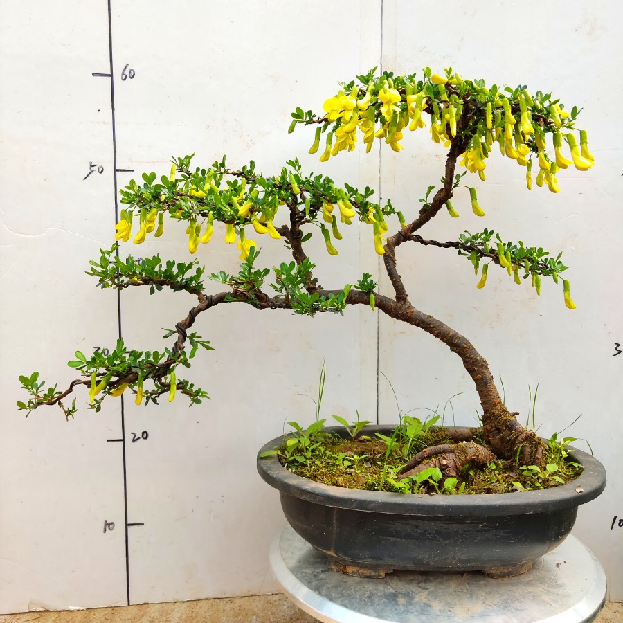 虎蹄迎春盆景老桩黄金雀盆景南雀重瓣小叶迎春花盆栽年宵花卉植物