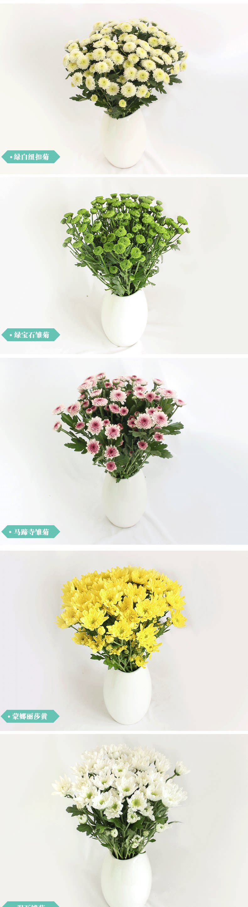 小雏菊鲜花直批家用水养插花一束小菊洋甘菊乒乓菊鲜