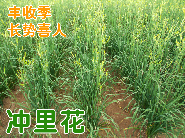 【黄花菜种子种苗根-冲里花】金针菜/忘忧草/黄花菜种苗根100株