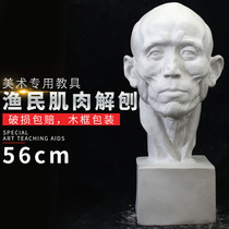 56CM fishermen muscle anatomy gypsum figure plaster head picture farmer muscle plaster image teaching aids sculpture ornaments
